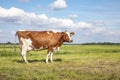 Brown red cow, large full udders, in a pasture in the Netherlands, blue sky and green grass Royalty Free Stock Photo