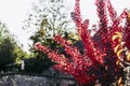 Brown red fall colored foliage - Natural automn background Royalty Free Stock Photo