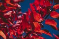 Brown red fall colored foliage - Natural automn background