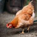 Brown Red Free Chicken In Rustic Farm Yard Royalty Free Stock Photo