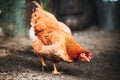 Brown Red Free Chicken In Rustic Farm Yard Royalty Free Stock Photo