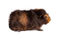 Brown-red guinea pig male Abyssinian color color chocolate-gold sits in a profile head to the right