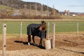 brown red horse in the box, eating oats, brown bucket, blue blanket protects the animal from cold weather and annoying insects,