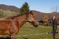 Brown-red horse heavily soiled with dirt, with bite protection against wood nibbling behind an electric fence, during the day,