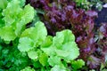 Brown and red lettuce on a garden bed top view. Royalty Free Stock Photo