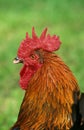 Brown Red Marans Chicken, A French Breed, Portrait of Cockerel Royalty Free Stock Photo