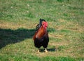 Brown-red marans cock with beautiful feather dress on a green meadow, running directly towards the camera, looking to the right, Royalty Free Stock Photo