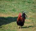 Brown-red marans cock with beautiful feather dress on a green meadow, running directly towards the camera, sunset, by day Royalty Free Stock Photo