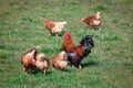 Brown-red marans cock with beautiful feather dress between many brown-yellow chickens on a spring green meadow at sunset, Royalty Free Stock Photo