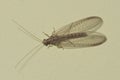 Brown-red neuroptera or lacewing macro on a plaster wall, selective focus