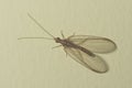 Brown-red neuroptera or lacewing macro on a plaster wall, selective focus