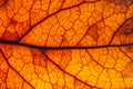 Brown, red and orange leaf rugged surface structure extreme macro closeup photo