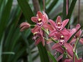 Brown and Red Orchid (Hybrid Cymbidium)