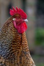 Brown and red rooster on a farm, outdoors Royalty Free Stock Photo