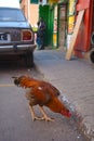 A brown rooster looking for scraps on the street, African family and old car in the background