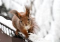 Brown red squirrel in winter park