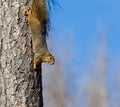 Tree squirrel Sciuridae walikng head first down a pine tree trunk. Royalty Free Stock Photo