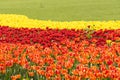 Brown and red and yellow tulips flowers Royalty Free Stock Photo