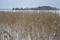 Brown reeds on the frozen lake Royalty Free Stock Photo