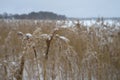 Brown reeds on the frozen lake Royalty Free Stock Photo