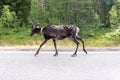 Reindeer walking on road in Finland Royalty Free Stock Photo