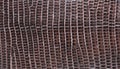 Brown reptile leather texture background. Royalty Free Stock Photo
