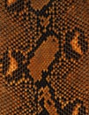 Brown reticulated python skin as background. Royalty Free Stock Photo