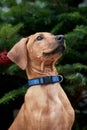 Rhodesian Ridgeback dog puppy in front of christmas tree Royalty Free Stock Photo