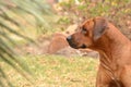 Brown Rhodesian-Ridgeback Royalty Free Stock Photo