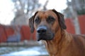 Brown Rhodesian Ridgeback puppy dog