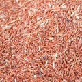 Brown rice Royalty Free Stock Photo