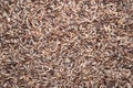 Brown rice background Royalty Free Stock Photo