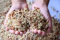 Brown rice on child hand is carrying a pile of rice in the hand Islamic fitrah zakat concept , Muslims to help the poor and needy Royalty Free Stock Photo