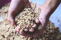 Brown rice on child hand is carrying a pile of rice in the hand Islamic fitrah zakat concept , Muslims to help the poor and needy Royalty Free Stock Photo