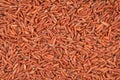 Brown rice, close-up Royalty Free Stock Photo