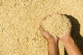 Brown rice on farmer hands