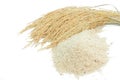 Brown rice and paddy rice isolate on white Royalty Free Stock Photo