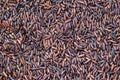 Brown rice or Rice berry close-up texture Royalty Free Stock Photo