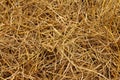 Brown of rice straw in the field.