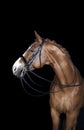 Horse black background Royalty Free Stock Photo