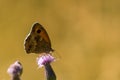 brown ringlet butterfly with balack dot on the wing viewed from the side resting on a purple flower