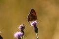 brown ringlet butterfly with balack dot on the wing viewed from the side resting on a purple flower
