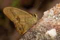 Brown ringlet (Aphantopus hyperantus) perched on rock Royalty Free Stock Photo