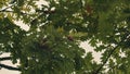 Brown ripe acorns and green oak leaves high on a tree. Autumn has come. Photography of nature and sky Royalty Free Stock Photo