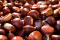 Close up of brown ripe chestnuts in a basket during autumn harvest, with warm orange natural light Royalty Free Stock Photo