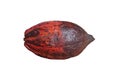 Brown ripe cocoa pod isolated on white background.