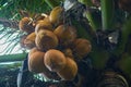 Brown ripe old coconut on coconut palm tree at coconut plantation ready to harvest Royalty Free Stock Photo