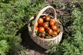 Brown ripe tomatoes in basket