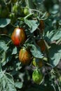 Brown ripe tomatoes in garden