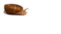 Brown river snail on white background isolate